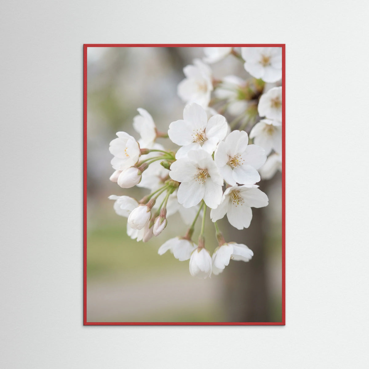 Red Wood White Magnolia Bloom