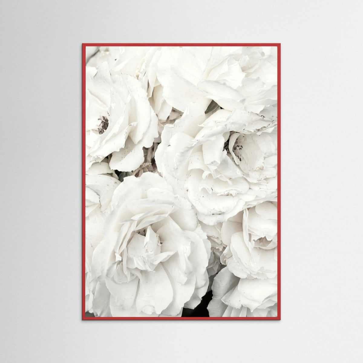 Red Wood White Petal Embrace