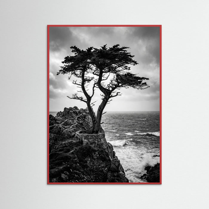 Red Wood Windblown Grace
