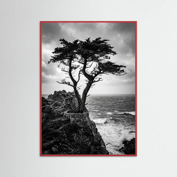 Red Wood Windblown Grace