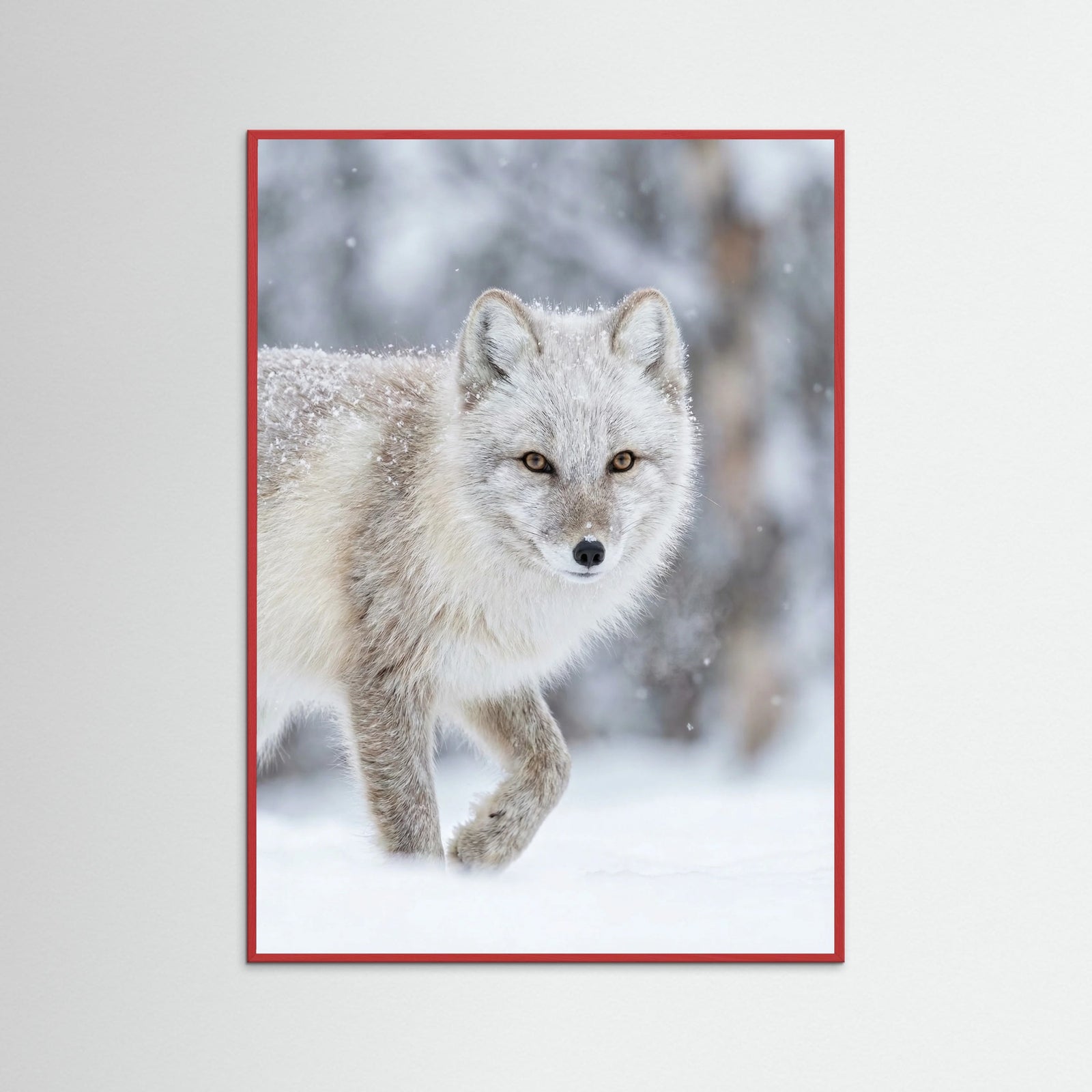 Red Wood Winter Majesty