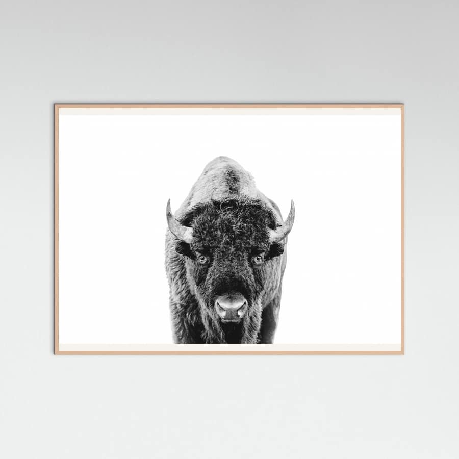 Póster Bison Bw – póster e impresión artística