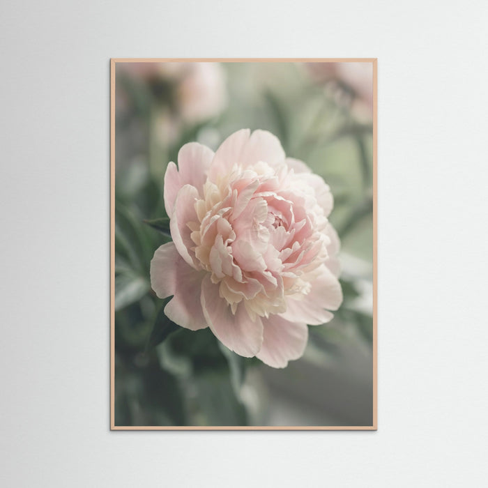 Rose Wood Blush Dahlia