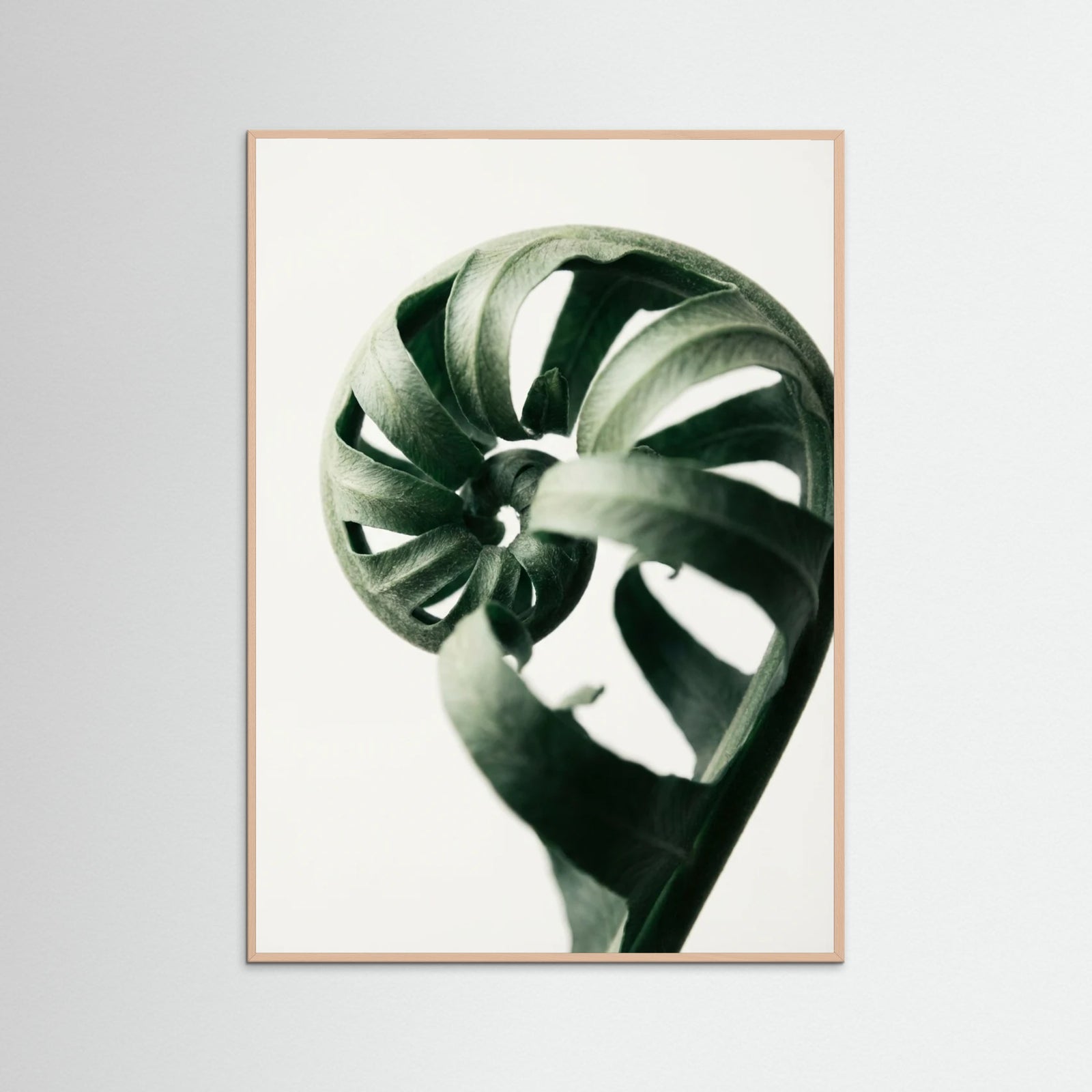 Rose Wood Botanical Serenity