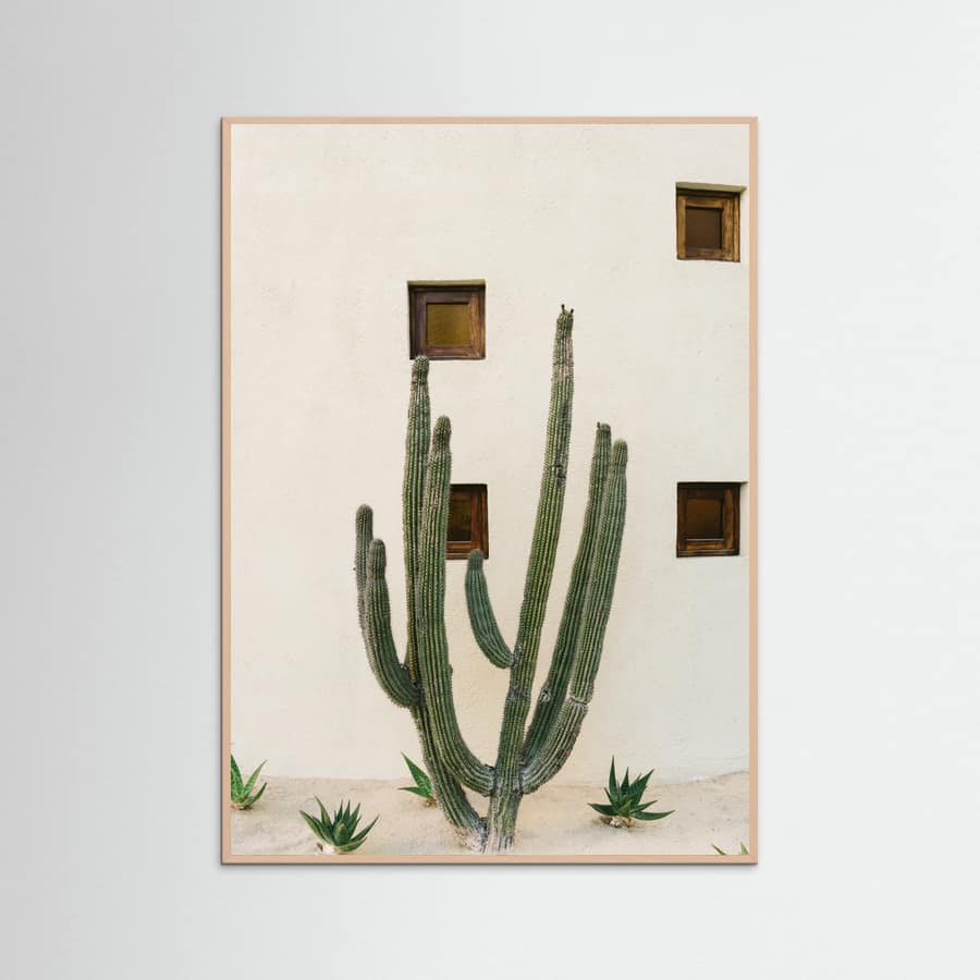 Rose Wood Cabo Cactus IX Poster