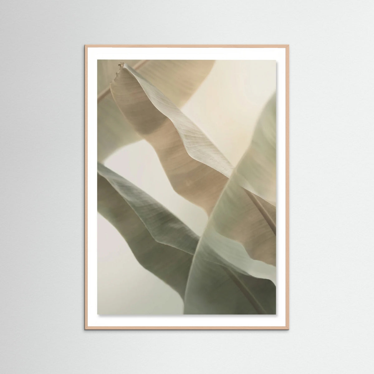 Rose Wood Coastal Whisper