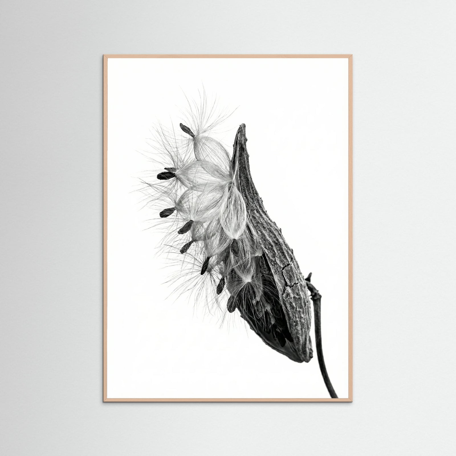 Rose Wood Dandelion Flight