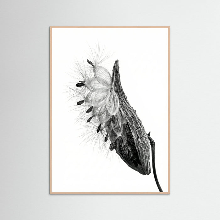 Rose Wood Dandelion Flight
