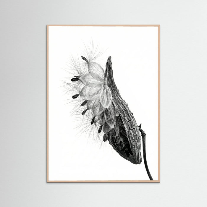 Rose Wood Dandelion Flight