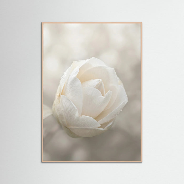 Rose Wood Delicate Floral Bloom