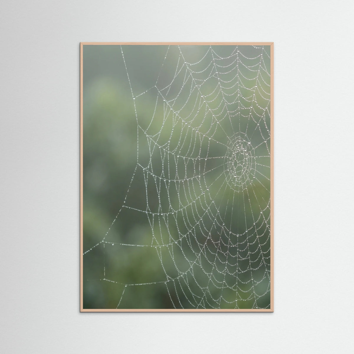 Rose Wood Dew Kissed