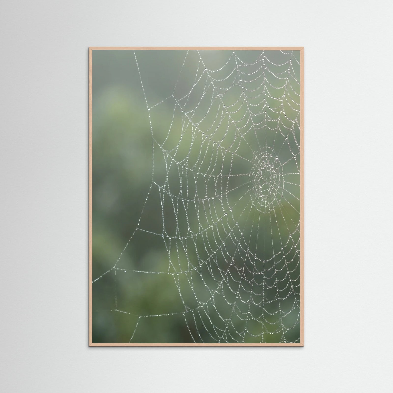 Rose Wood Dew Kissed