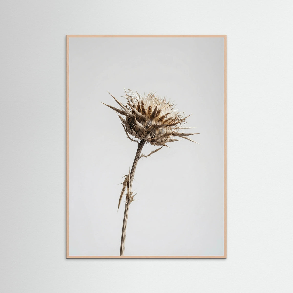 Rose Wood Dried Umbel Study