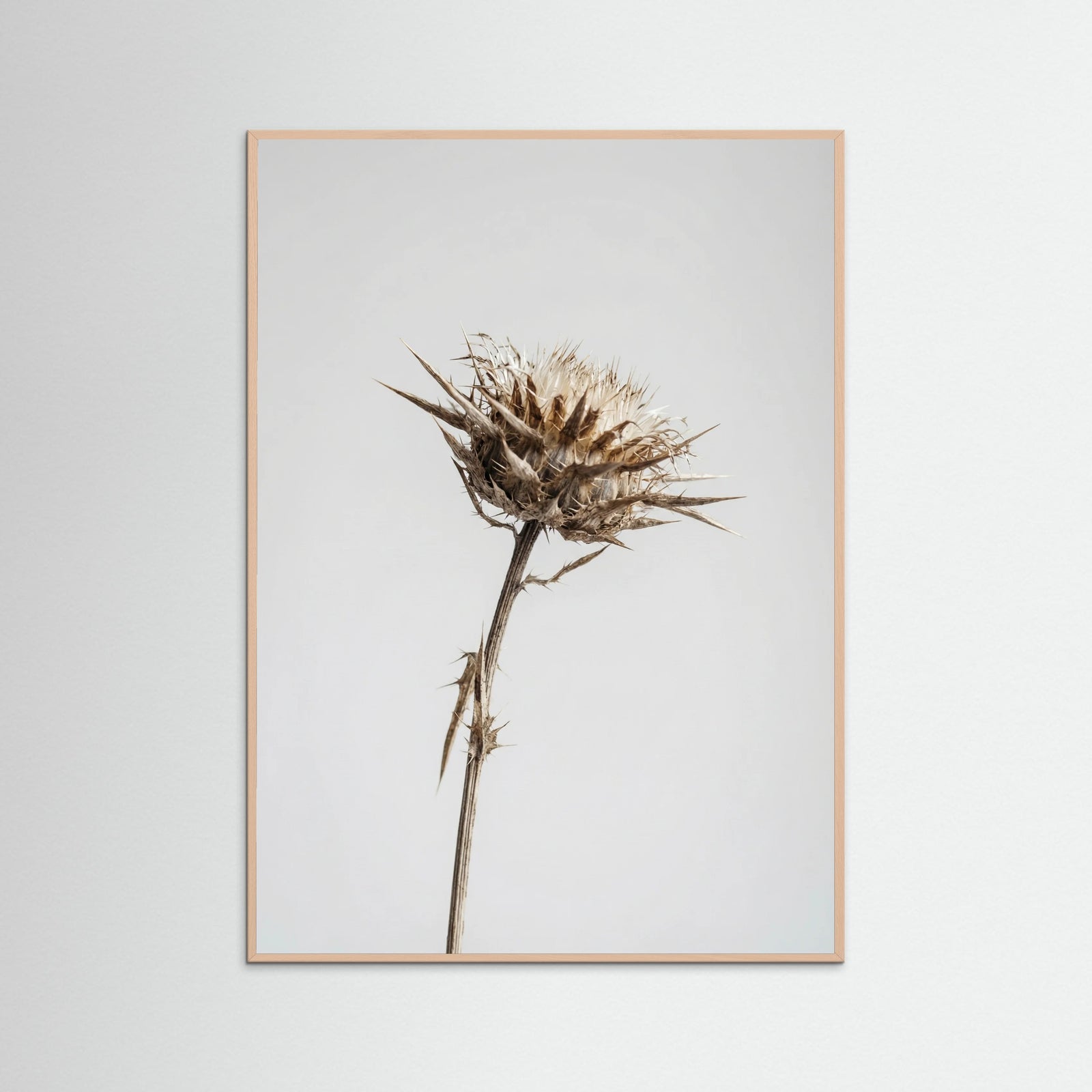 Rose Wood Dried Umbel Study