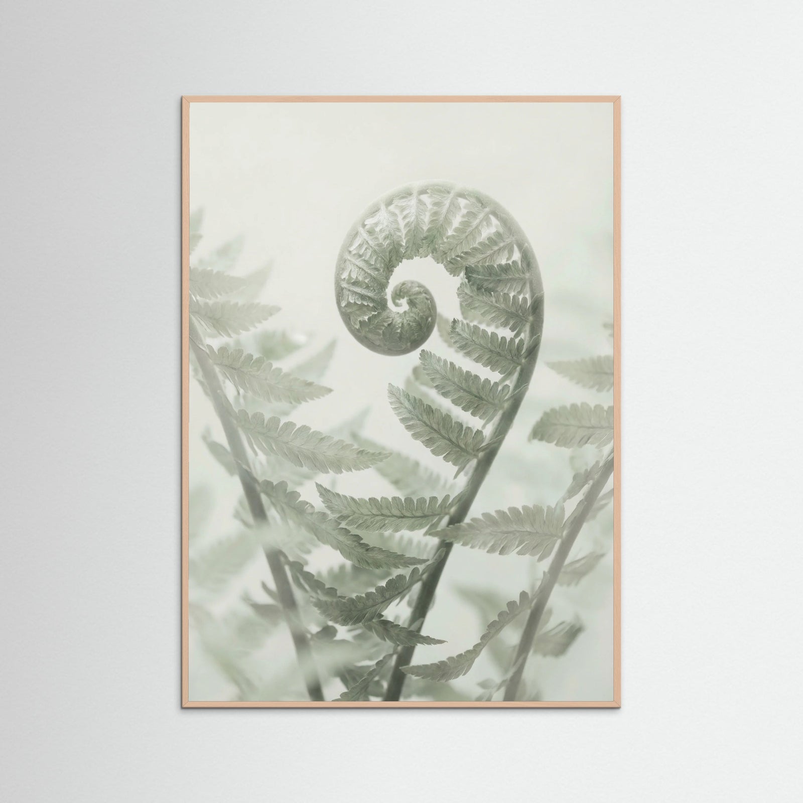 Rose Wood Ethereal Eucalyptus