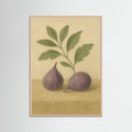 Rose Wood Fig study