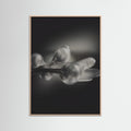 Rose Wood Fluid Ascent