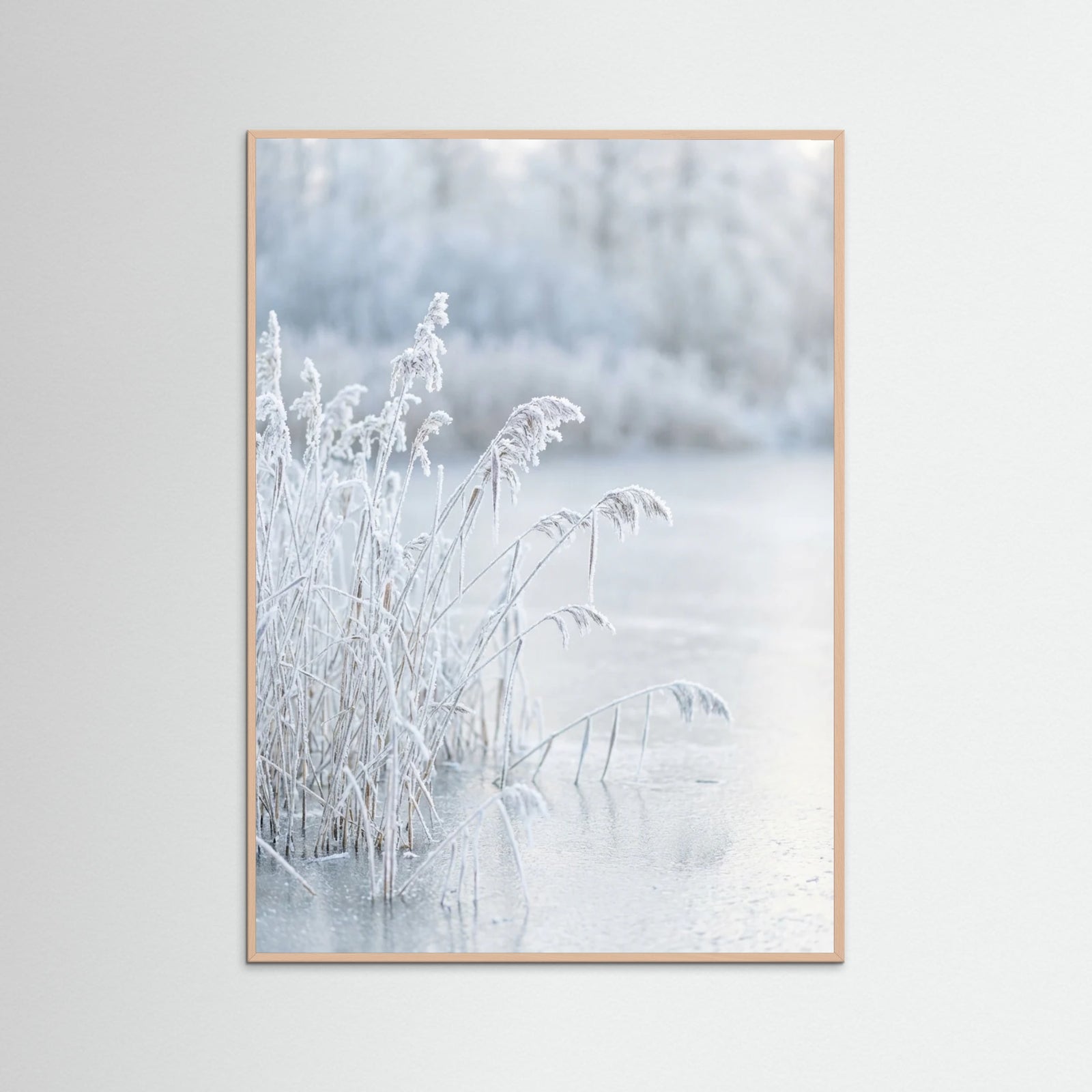 Rose Wood Frozen Reflections