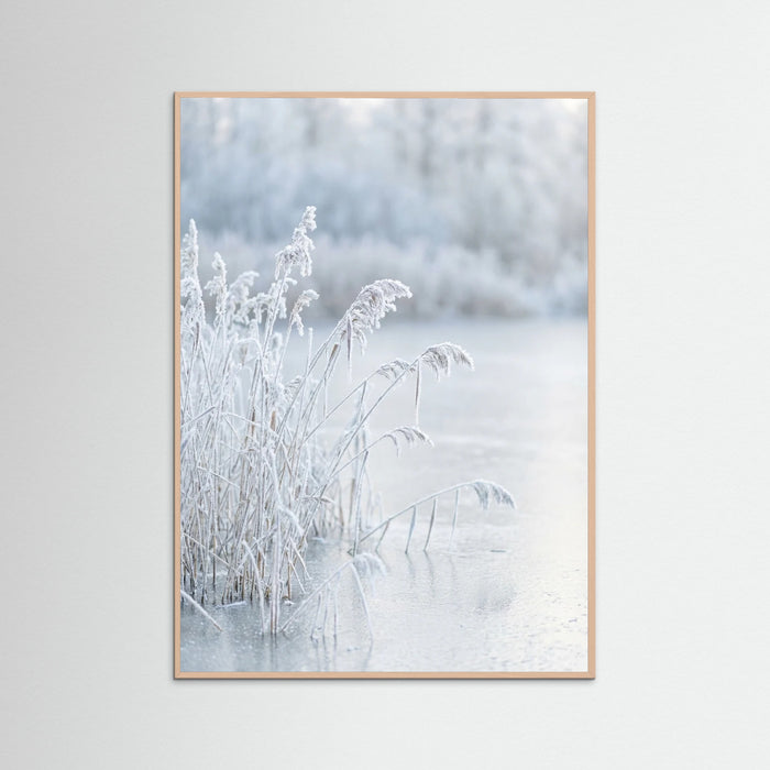 Rose Wood Frozen Reflections