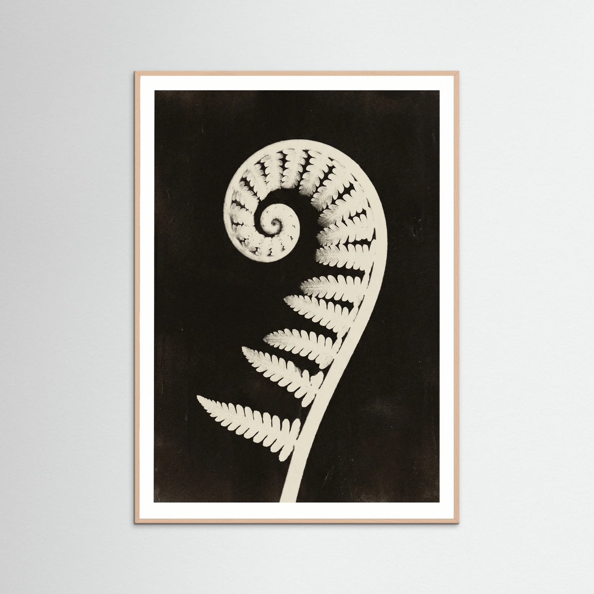 Rose Wood Goldenrod Specimen