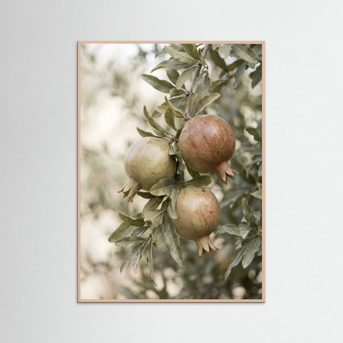 Rose Wood Green Olives