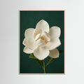 Rose Wood Lilac Iris Bloom