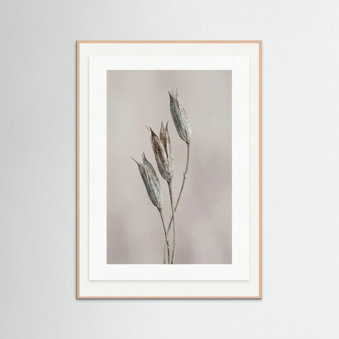Rose Wood Muted Bloom