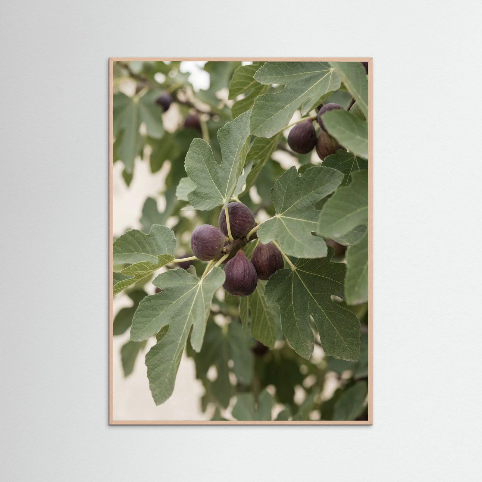 Rose Wood Olive Branch