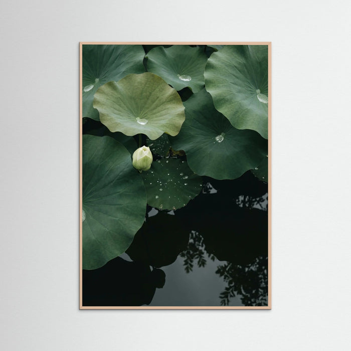 Rose Wood Pond Stillness