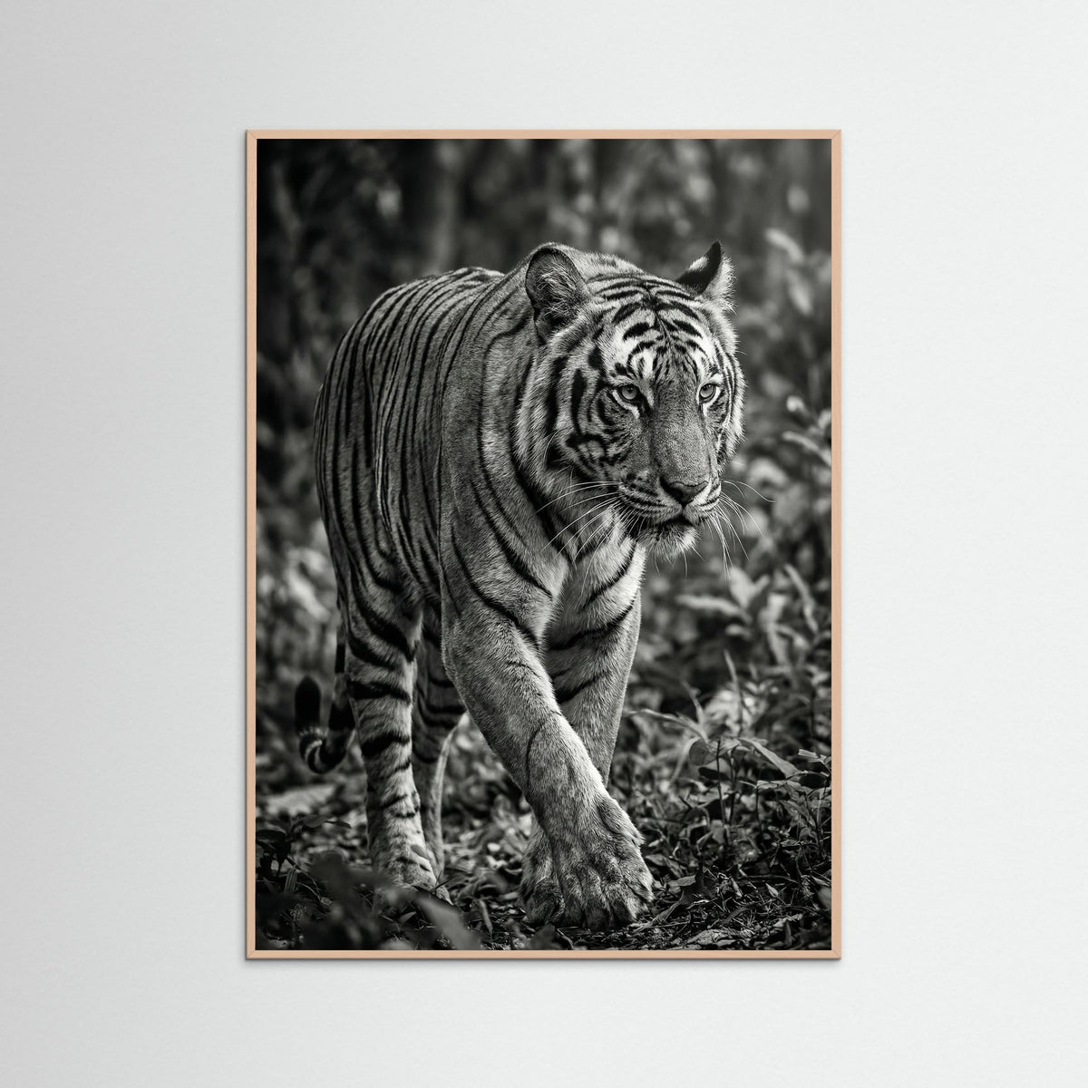 Rose Wood Regal Gaze