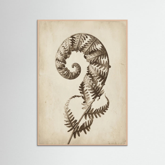 Rose Wood Seed Pod Study