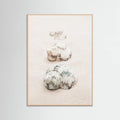 Poster Shells – poster e stampa artistica