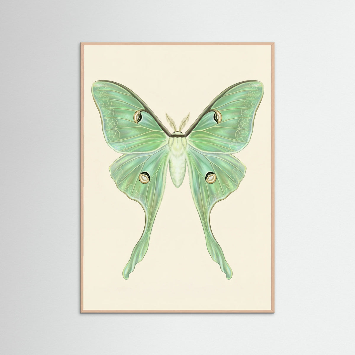 Rose Wood Silk Moth Specimen