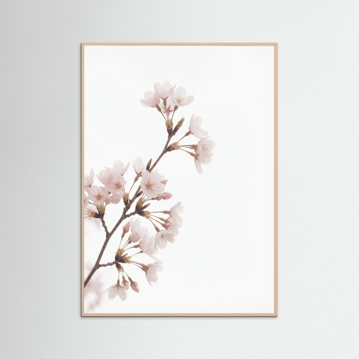 Rose Wood Soft Bloom Study