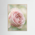 Rose Wood Soft Bloom