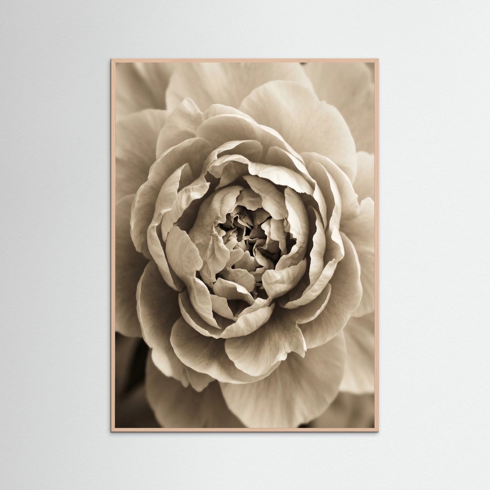 Rose Wood Soft Petals