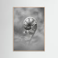 Rose Wood Solitary Bloom