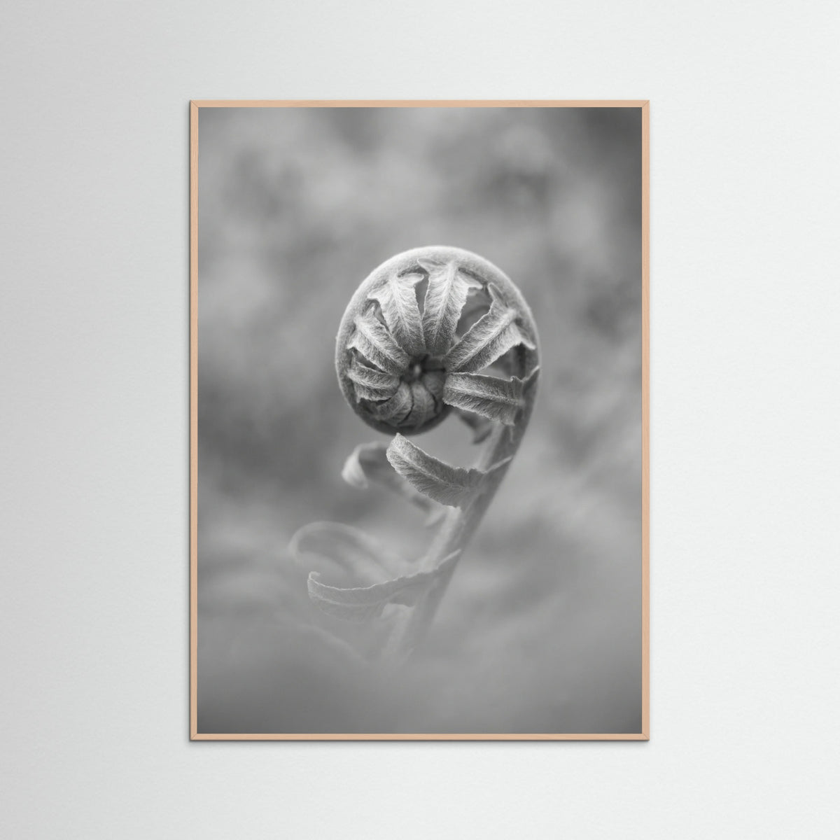 Rose Wood Solitary Bloom