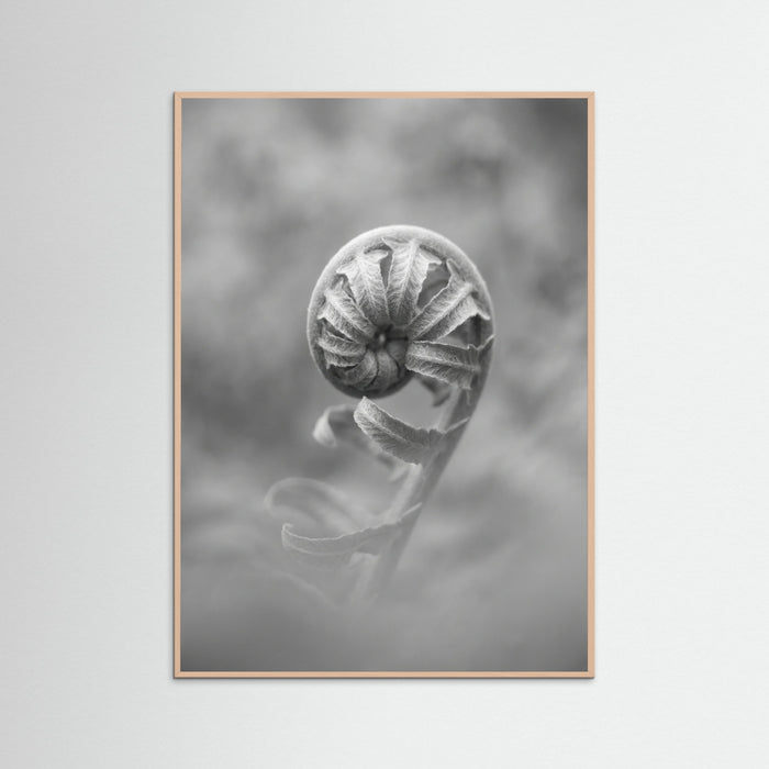 Rose Wood Solitary Bloom