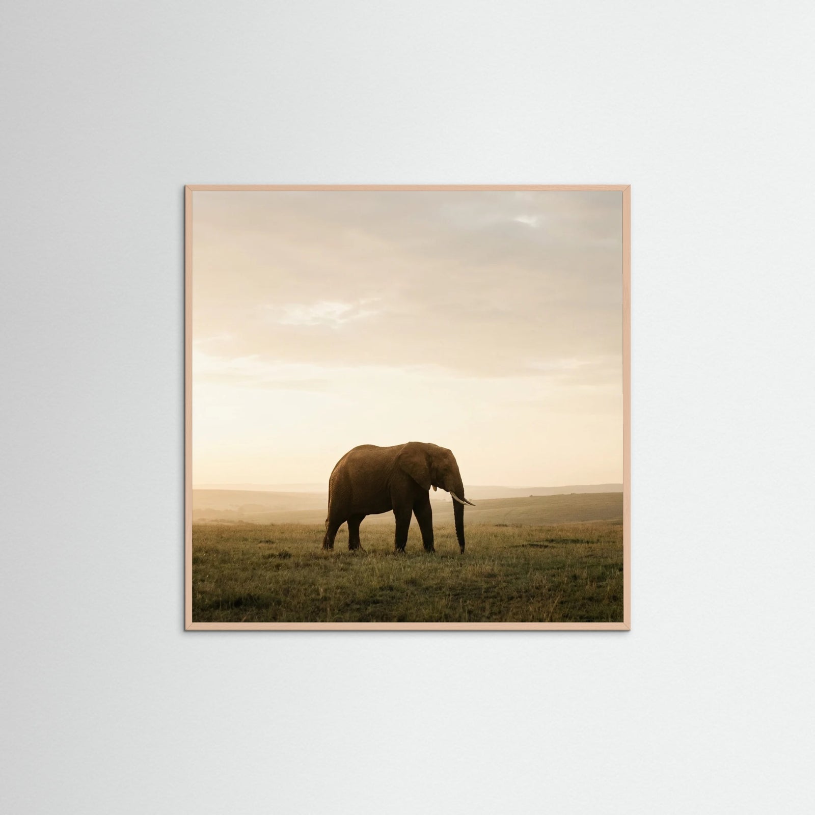 Rose Wood Square Golden Savannah Solitude