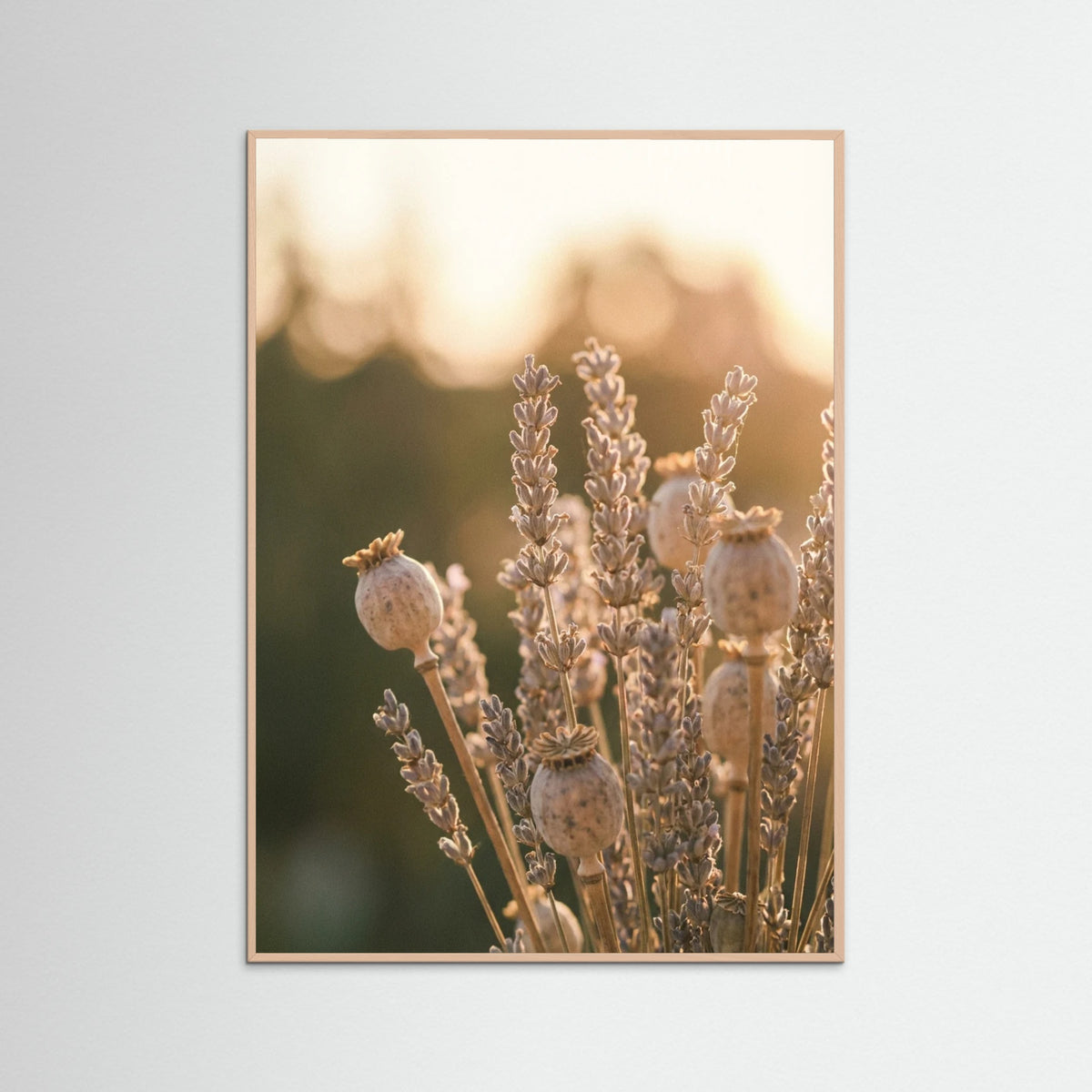 Rose Wood Sunlit Whispers