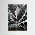 Rose Wood Tropical Canopy