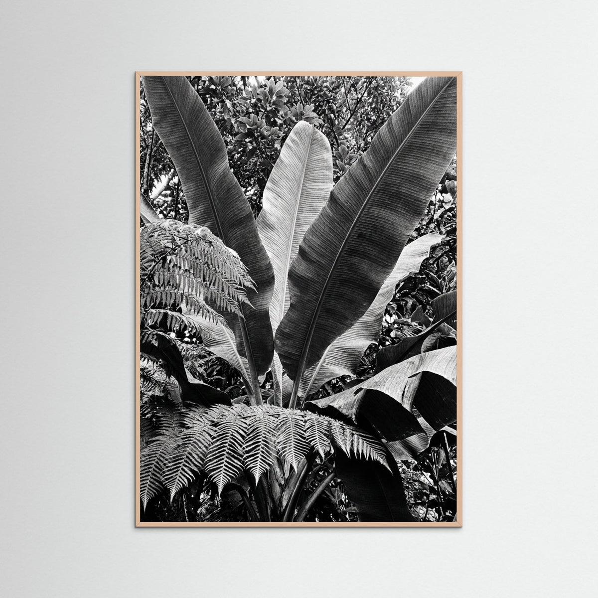 Rose Wood Tropical Canopy