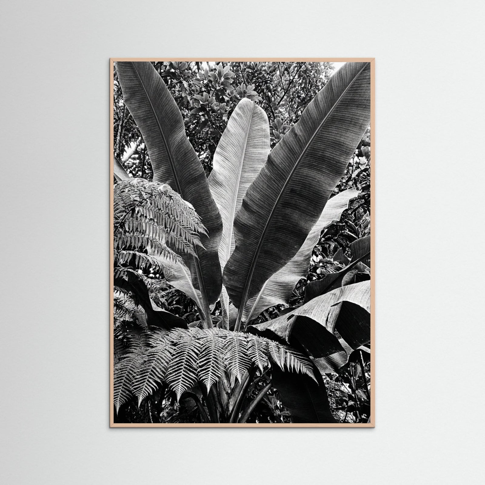 Rose Wood Tropical Canopy