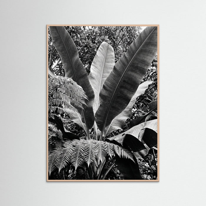 Rose Wood Tropical Canopy