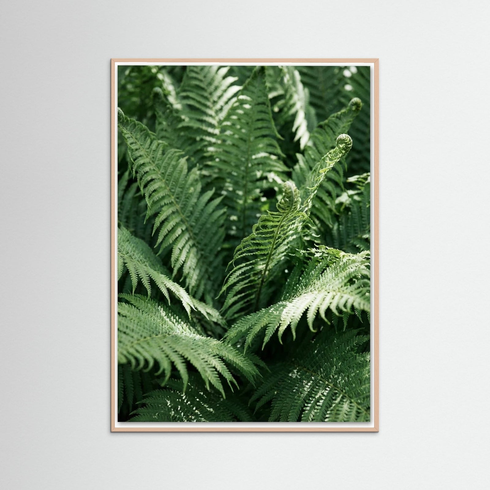 Rose Wood Tropical Serenity