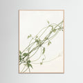 Rose Wood Verdant Calm
