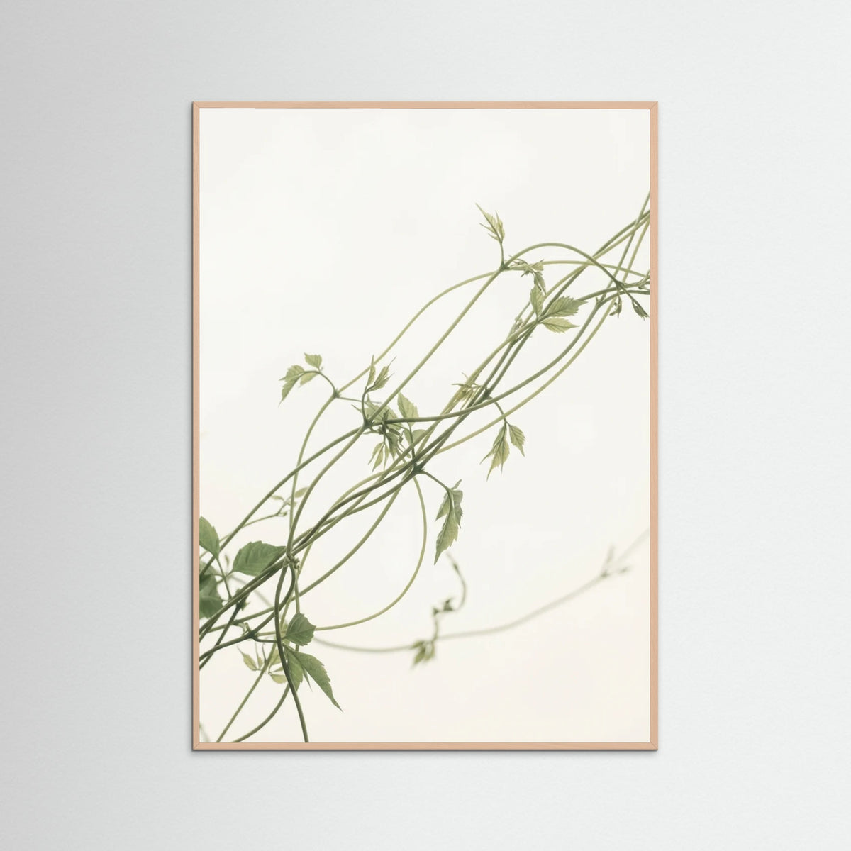 Rose Wood Verdant Calm
