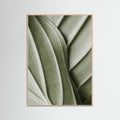 Rose Wood Verdant Folds