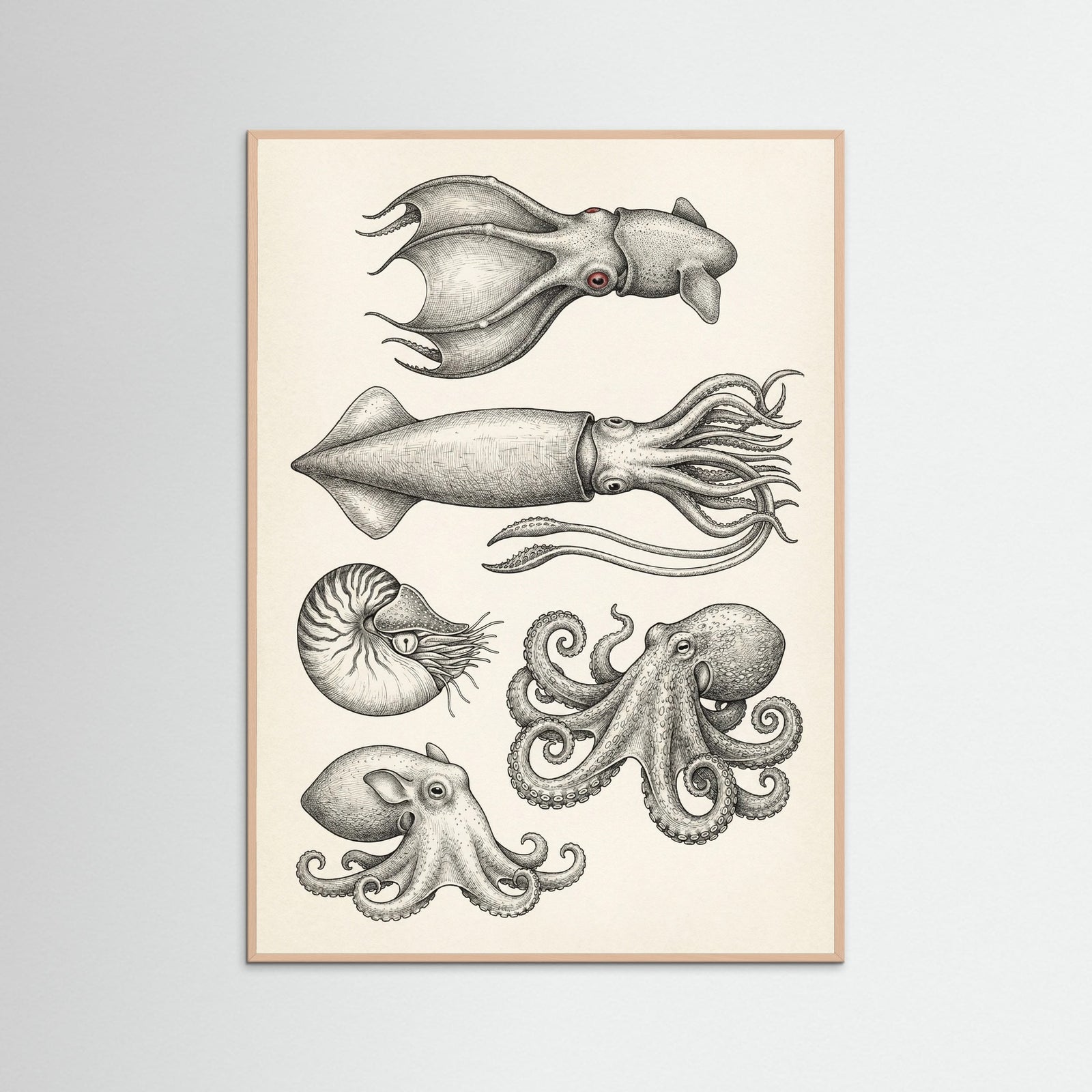 Rose Wood Vintage Shark Study